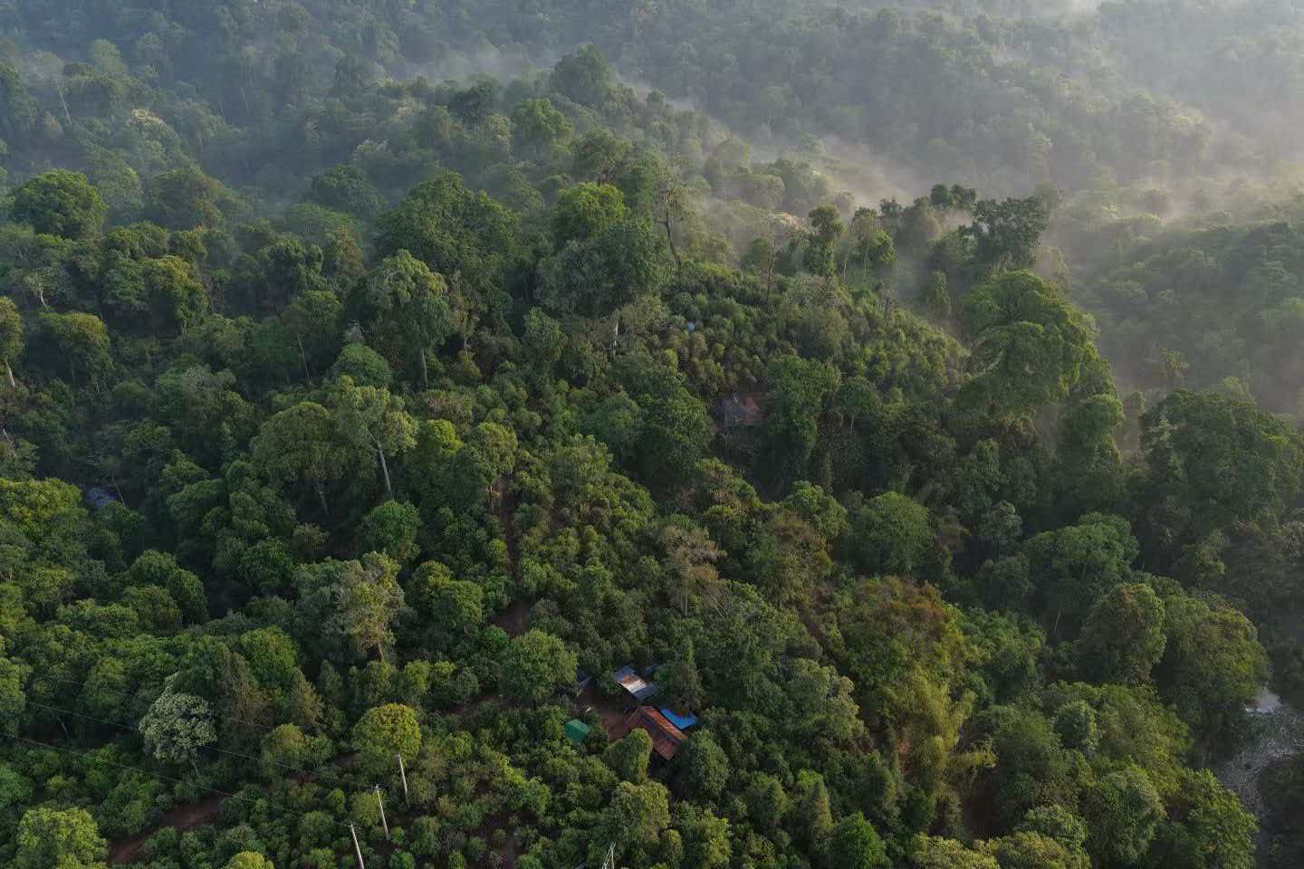 勐库·小户赛 古树普洱茶