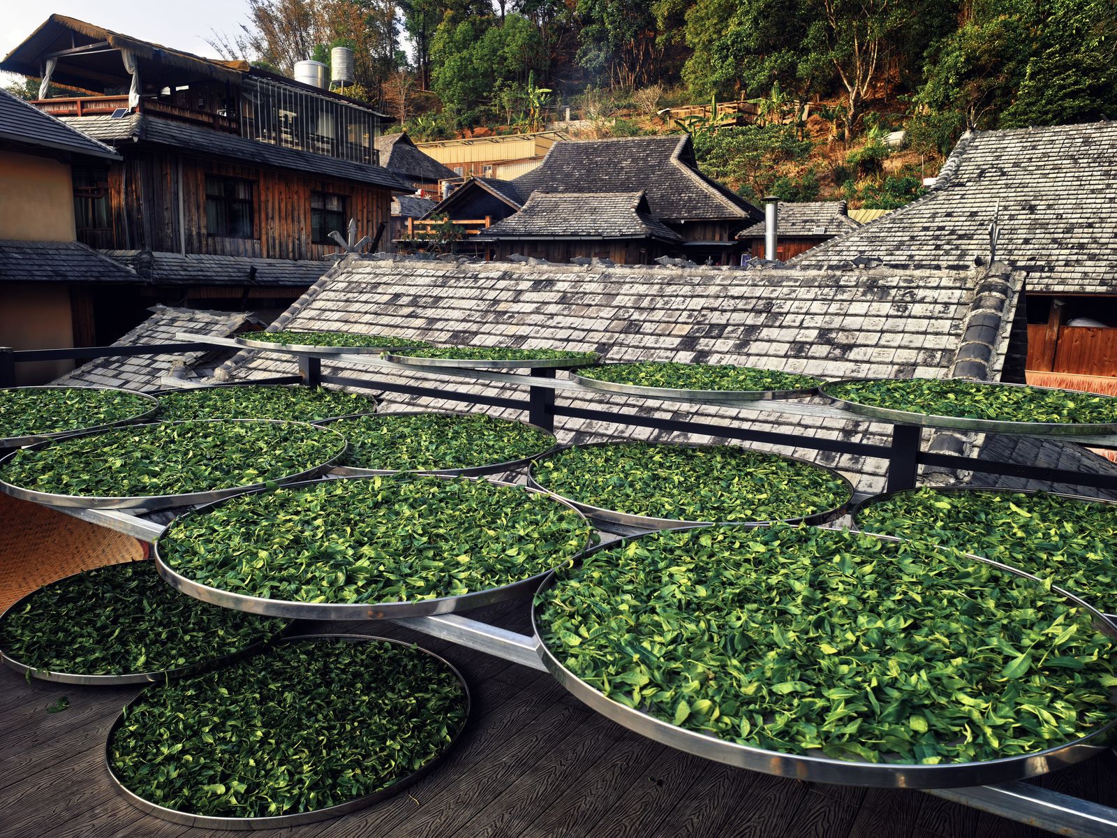 景迈山·芒景上寨6号 古树普洱茶
