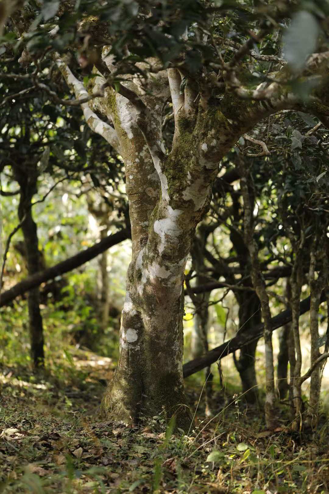 典藏线 · 冰岛古树单株
